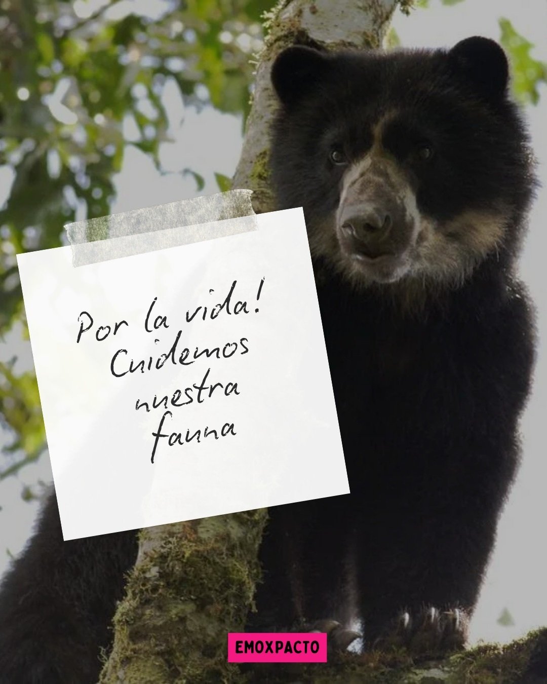 Por la vida cuidemos nuestra fauna